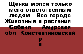 Щенки мопса только мега-ответственным людям - Все города Животные и растения » Собаки   . Амурская обл.,Константиновский р-н